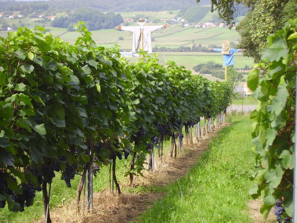 Appartement Weingut Schoberhof Bad Gleichenberg Zimmer foto